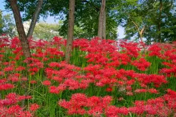 Kinchakuda - Spider Lily Heaven