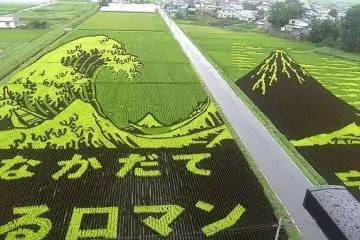 The Autumn Rice Field Art of Aomori