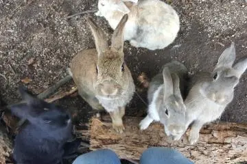 Okunoshima: Rabbit Island!