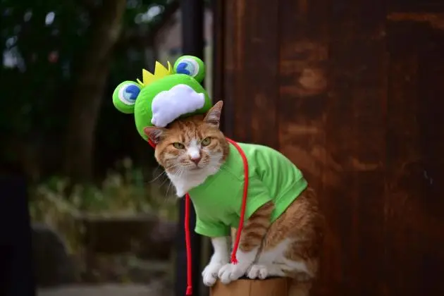 Matsumoto Frog Festival 2026