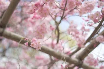Sakura Viewing along Kamo River