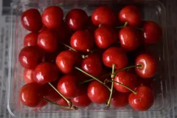 Cherry Season in Yamagata
