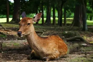 Deer to My Heart
