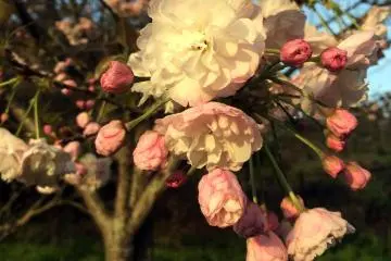 Tenjinyama Park Sakura - Part 2
