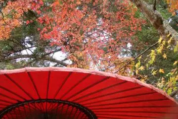 red antique umbrella in front of autumn leaves (Photo: <a href="http://www.gethiroshima.com" target="_blank" rel="noreferrer noopener nofollow">gethiroshima.com</a>)
