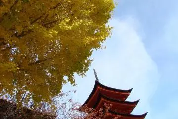 yellow ginko leaves in front of pagoda (Photo: <a href="http://www.gethiroshima.com" target="_blank" rel="noreferrer noopener nofollow">gethiroshima.com</a>)
