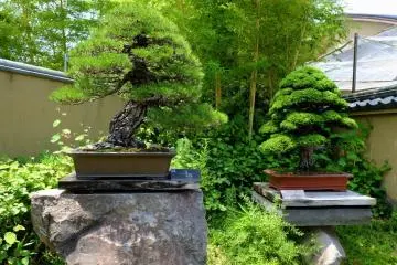 Omiya Bonsai Art Museum