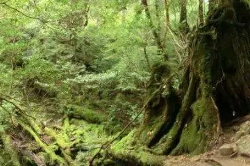Yakusugi Forest Panorama (Photo: <a href="http://www.facebook.com/profile.php?id=7951882&sk=photos#!/photo.php?fbid=10151116159007523&set=fp.7951882.700514111&type=1&theater" target="_blank" rel="noreferrer noopener nofollow">Yuki Takata</a>)