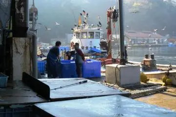Ine Fish Market