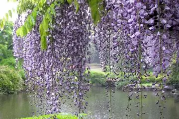 Flowers of Japan