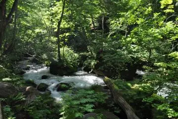 A Closer Look at Tohoku 