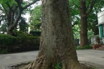 Gallery image