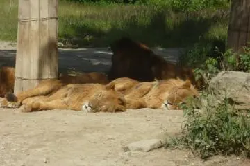 Gunma Safari Park 