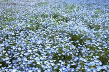 Hitachi Seaside Park from Mito Town