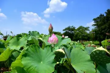 Ancient Lotus Village in Gyouda