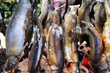 Salted Ayu fish. (Photo: Emmie Tsumura )