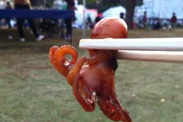 Mini-Octopus (Photo: Emmie Tsumura )