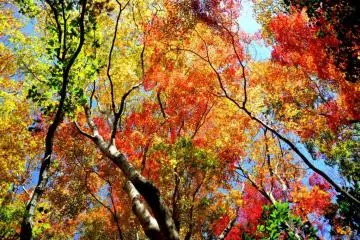 Colors everywhere (Photo: Chiba prefectural government)