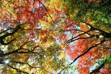 Yoro Keikoku Valley, Chiba