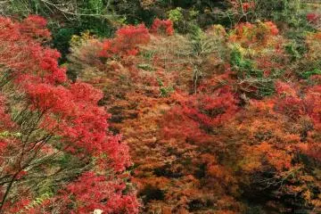 Beautiful (Photo: Chiba prefectural government)