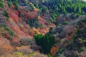 The palette of the forest (Photo: Chiba prefectural government)