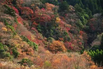 More somber hues in this photo (Photo: Chiba prefectural government)