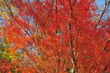 Brilliant red and orange (Photo: Chiba prefectural government)