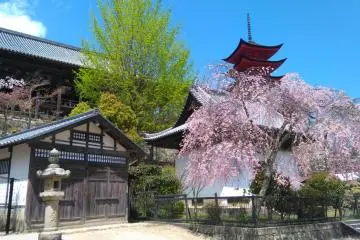 Meandering Through Miyajima