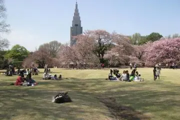 Yoyogi Park in April (Photo: Shiroi Tenshi)