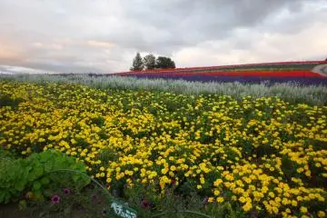 The Flower Fields of Biei