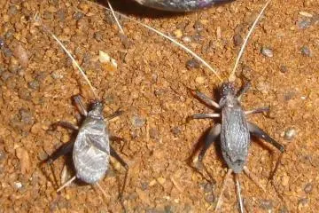 The Japanese cricket: left, male and right, female (Photo: <a href="http://ja.wikipedia.org/wiki/%E3%83%95%E3%82%A1%E3%82%A4%E3%83%AB:Suzumushi.jpg" target="_blank" rel="noreferrer noopener nofollow">Wikipedia Commons</a>)