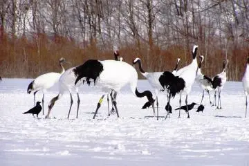 Lake Furen, Nemuro City, is where you can get up close with Red-crowned Cranes. (Photo: <a href="https://www.flickr.com/photos/kuckibaboo/8693530/in/photolist-Lyhs-MYtBDB-6DeDCX-26fhiX" target="_blank" rel="noreferrer noopener nofollow">Nancy O</a> / <a href="https://creativecommons.org/licenses/by-nc-nd/2.0/" target="_blank" rel="noreferrer noopener nofollow">CC BY-NC-ND 2.0</a>)