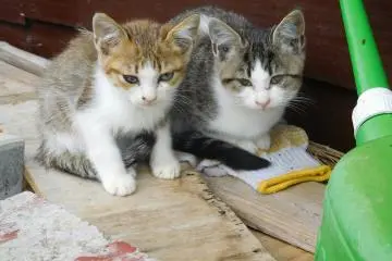 Exploring Japan's Cat Island