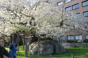 Ishiwarizakura