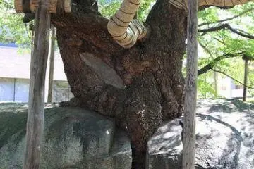 The tree grew from a microscopic crack and is now slowly conquering the rock it was born in. (Photo: <a href="http://www.flickr.com/photos/acafe/4893873010/" target="_blank" rel="noreferrer noopener nofollow">Apricot Cafe</a>)