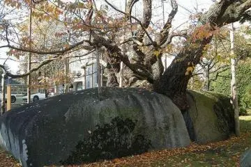 The tree takes on a new personality each season. (Photo: <a href="http://www.flickr.com/photos/shichiroku/3070277851/" target="_blank" rel="noreferrer noopener nofollow">Shichiroku</a>)