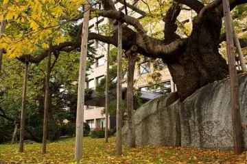 The cherry tree in autumn. (Photo: <a href="http://www.flickr.com/photos/bellchan/5836091539/" target="_blank" rel="noreferrer noopener nofollow">BG Life Journey</a>)