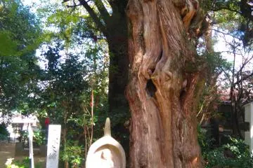 Gallery image