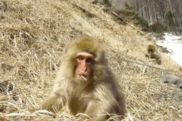 Foraging and posing for the camera (Photo: Vincent Penez)