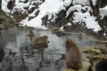 Family of bathing monkeys (Photo: Vincent Penez)