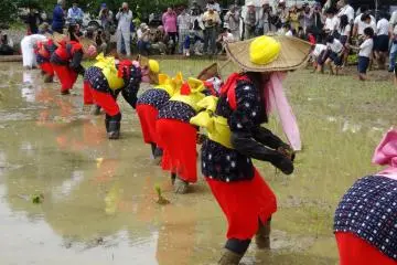 Festival Menanam Padi Arao 2026