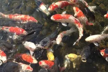 Colorful carp in the ocean-like central lake (Photo: PPF)