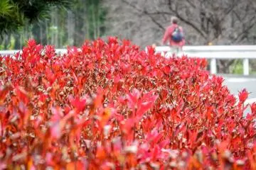 Saitama's Ranzan Valley