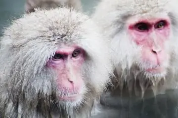 Jigokudani Yaen-Koen's Snow Monkeys