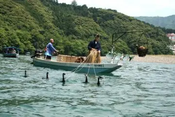 Cormorant fishing in the daytime (Photo: Ehime Prefecture)