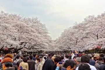Photo: <a href="http://en.japantravel.com/tokyo/cherry-blossoms-at-ueno-park/10139" target="_blank" rel="noreferrer noopener nofollow">Jessica A Paje   </a>