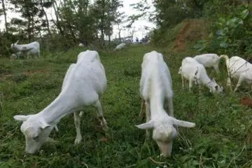 Cute goats on their daily walk (Photo: Yuki Takata)