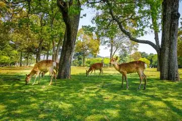 Nara City