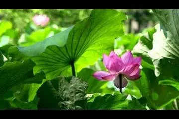 여름의 산케이엔 정원