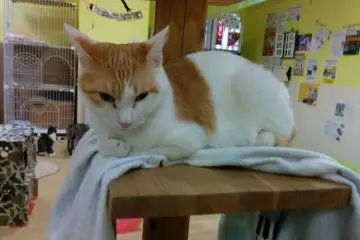 Fukushima City Cat Cafe [ปิด]